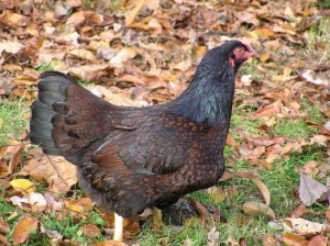 Dark Cornish Hen