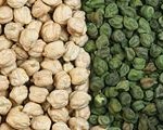 White or Green Chickpeas