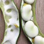Fava Beans in Shell