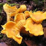 Chanterelle Mushrooms