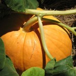 Giant pumpkin on the vine