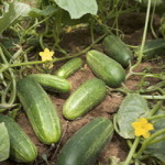 Cucumbers and Blossoms