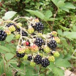 Blackberry Fruits