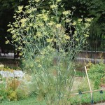 Fennel plant in bloom