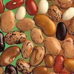 Dry Bean Diversity